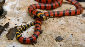 Nicaragua reporta exportación de casi 30,000 animales exóticos