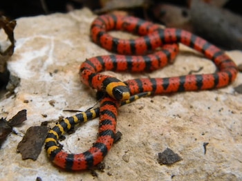 Las diferencias en el número