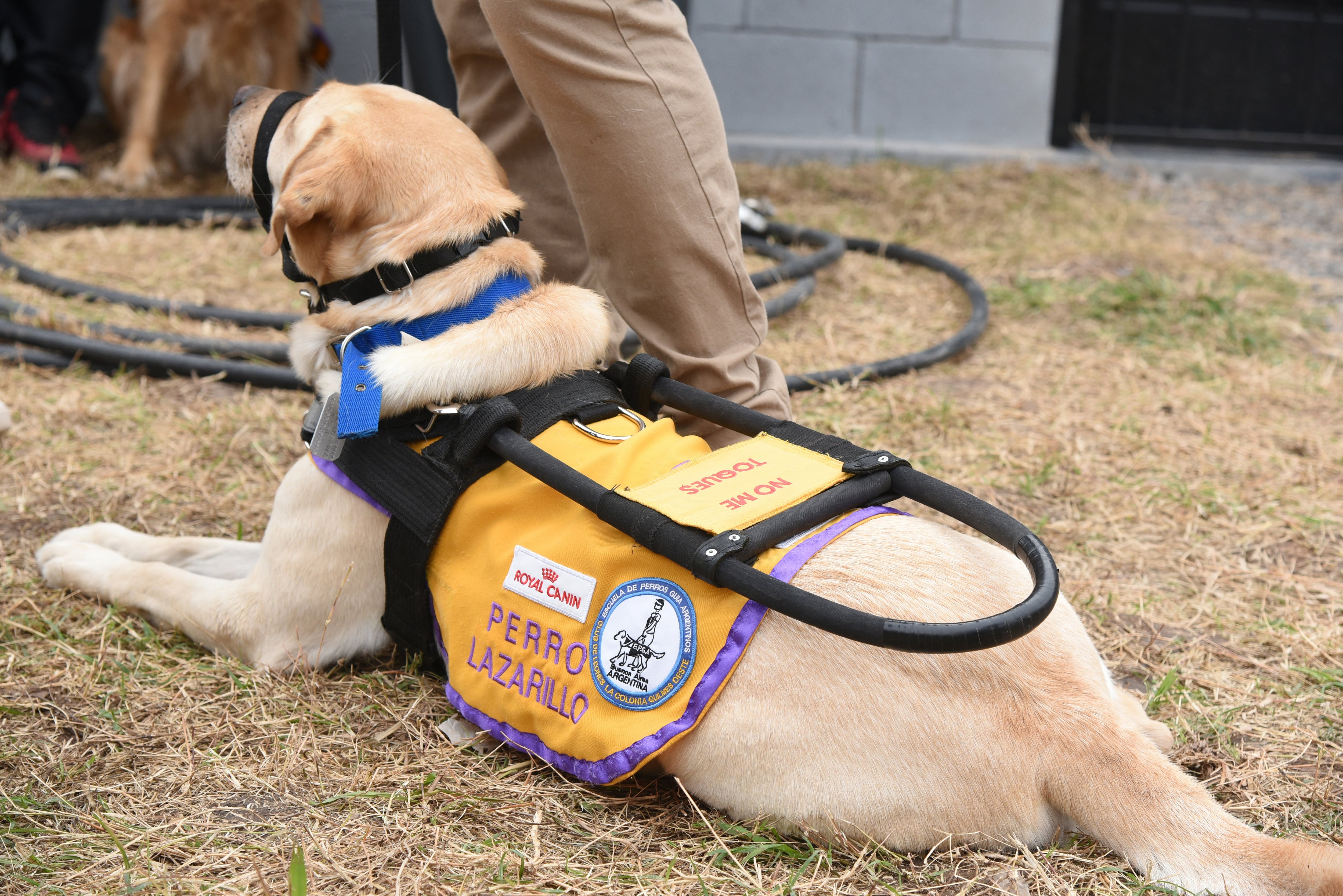 La EPGA es la única organización en Argentina y Latinoamérica certificada por la Federación Internacional de Perros Guía (Escuela de Perros Guía Argentinos (EPGA))