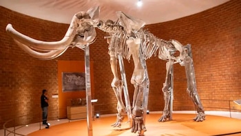 Museo del Mamut abre sus