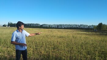 Cultivarán cannabis para uso e