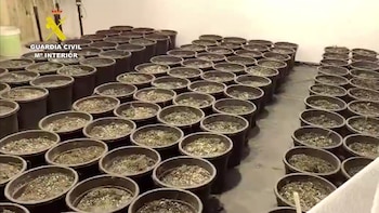 10.000 plantas de marihuana y