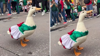 La presencia de la peculiar ave generó comentarios, memes y teorías sobre un posible romance con el famoso pato embajador.