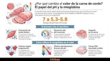 Infografía sobre el cambio de color de la carne de cerdo. Muestra cortes de cerdo, músculo, moléculas, medidor de pH y explicaciones textuales.