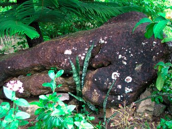 Supuestas marcas piratas en una