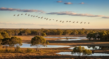 La disminución de aves limícolas