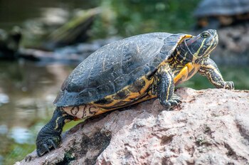 Una tortuga se escapó en