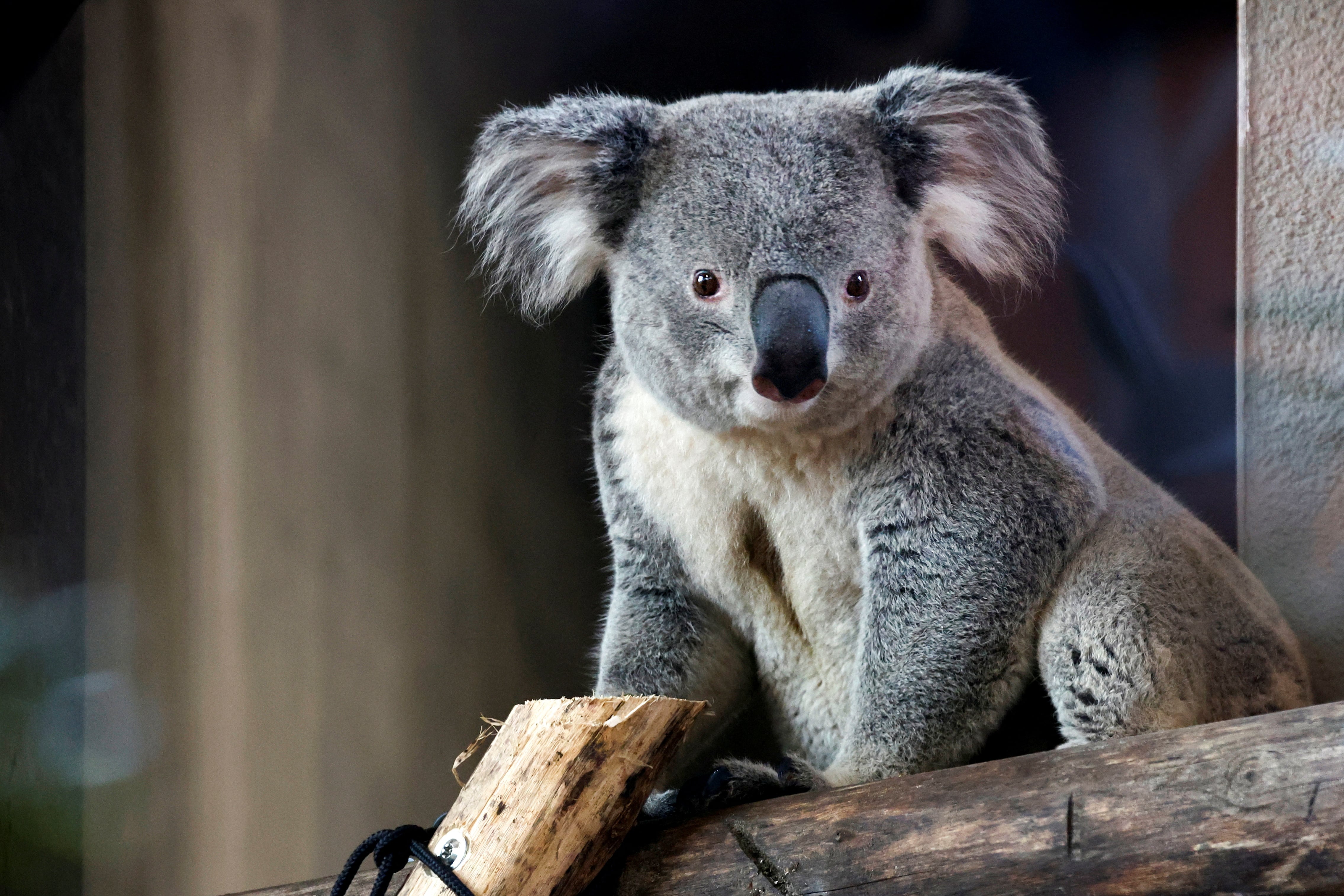 La dieta exclusiva de hojas de eucalipto en los koalas obliga a este marsupial a dormir largas horas para soportar el gasto energético de la digestión (REUTERS/Piroschka van de Wouw)