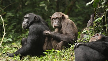 Guerra civil de Chimpancé