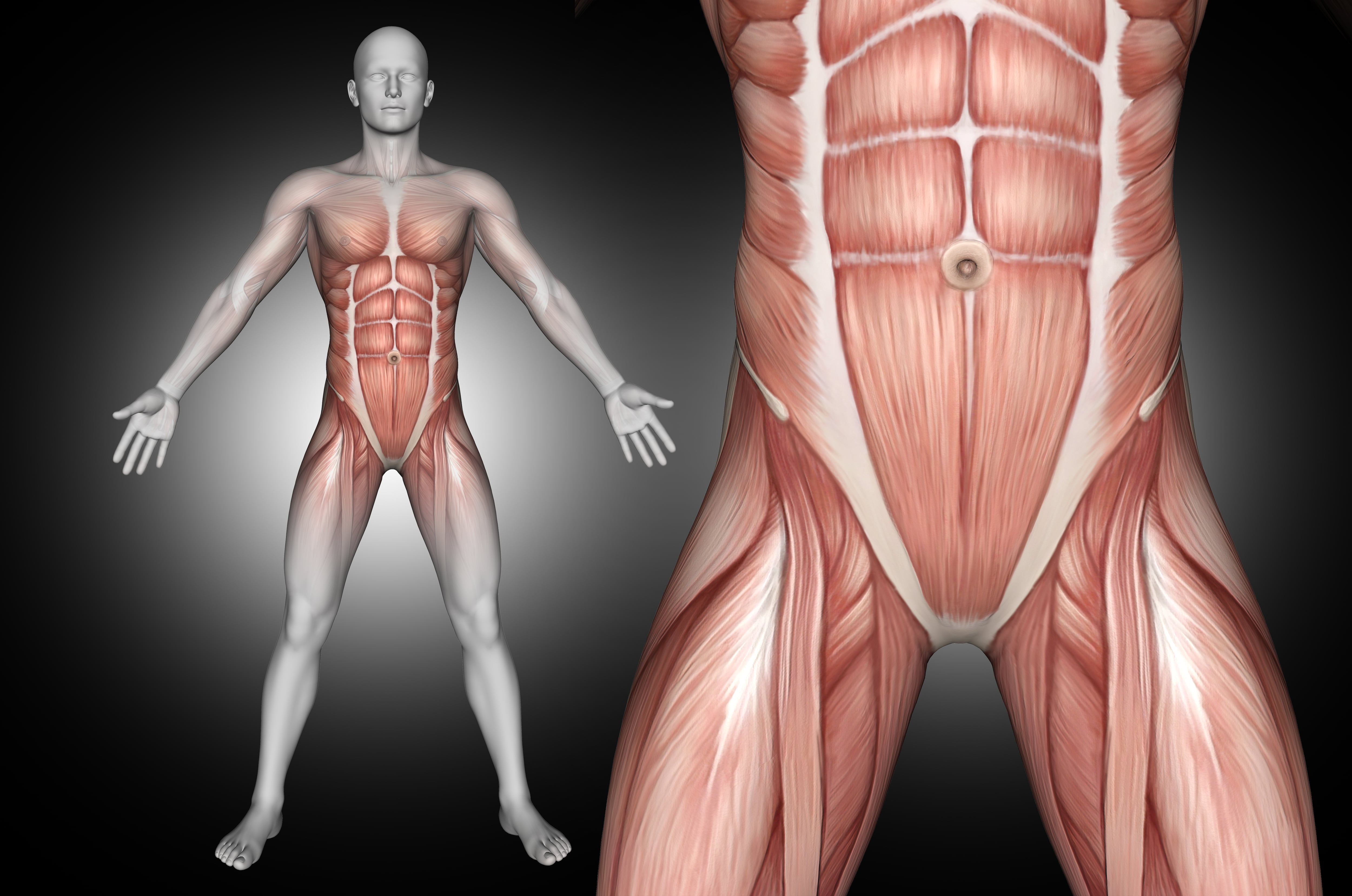 Expertos destacan que el core, compuesto por más de 35 músculos, va mucho más allá de los abdominales visibles o el 'six-pack' (Freepik)