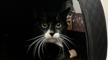 Rescatan a un gato que