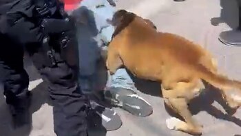 Un "lomito" mordió a un