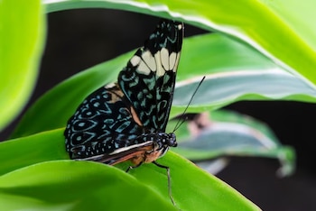 Una mariposa de alas negras, azules y blancas se posa sobre una hoja verde de amplia superficie