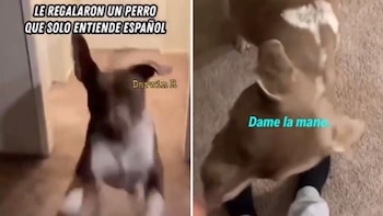 Cuando su amo le hablaba