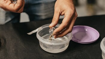 La empresa Mediplant empezó a