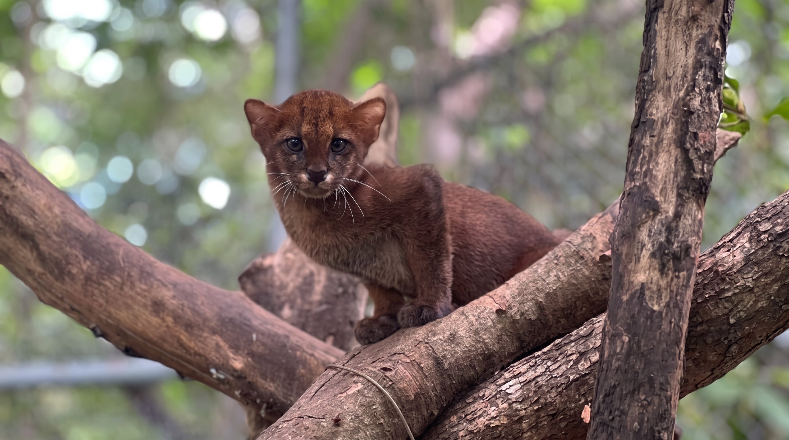 Enfermedades de animales domésticos amenazan a ocelotes, jaguares y pumas de México