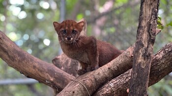 Pequeño felino marrón rojizo con ojos oscuros y bigotes blancos se posa en una rama de árbol, con un fondo borroso de hojas verdes.