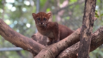 Enfermedades de animales domésticos amenazan a ocelotes, jaguares y pumas de México