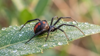 Araña de color negro con marcas rojas en el abdomen, posada sobre una hoja verde cubierta de gotas de rocío; fondo desenfocado.