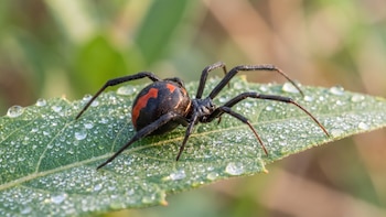 Qué descubrió un estudio sobre la araña espalda roja de Australia y la voltereta sexual del macho
