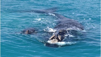 Las ballenas francas australes cambian de lugar para tener a sus crías: el hallazgo que sorprendió a los científicos