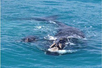 La especie regresó de forma gradual a las costas australianas tras décadas de caza comercial (Anne Grundlehner)