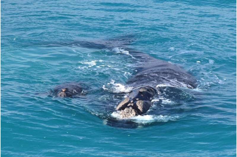 Las ballenas francas australes cambian de lugar para tener a sus crías: el hallazgo que sorprendió a los científicos