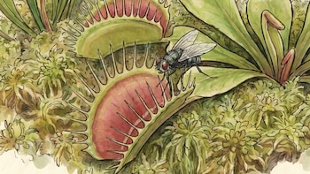 Ilustración en primer plano de una planta carnívora Dionaea muscipula con una mosca posada en su hoja, rodeada de vegetación tipo musgo.