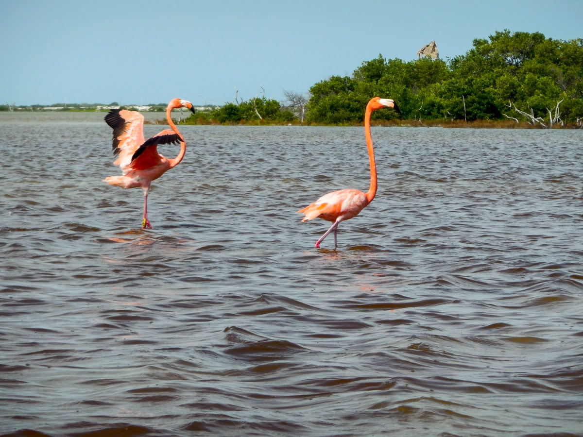 Las colonias de flamencos en Ría Lagartos se ubican entre los poblados de San Felipe y El Cuyo. (Foto: Gobierno de México)