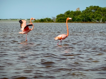 Las colonias de flamencos en Ría Lagartos se ubican entre los poblados de San Felipe y El Cuyo. (Foto: Gobierno de México)