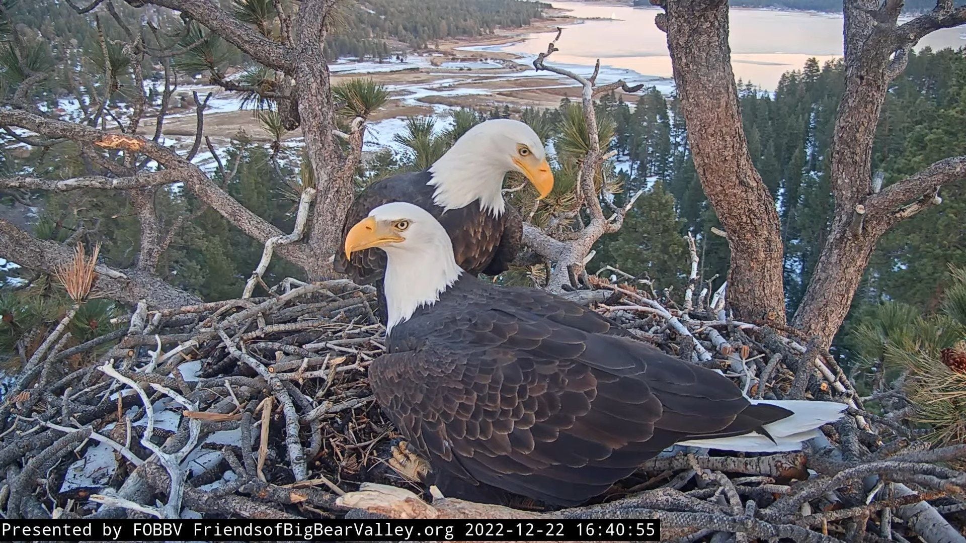 El virus causó una úlcera grave en la molleja del animal que derivó en una sepsis bacteriana (Facebook: Friends of Big Bear Valley and Big Bear Eagle Nest Cam).