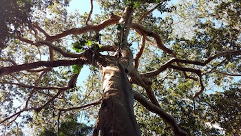 El árbol de Capirona puede