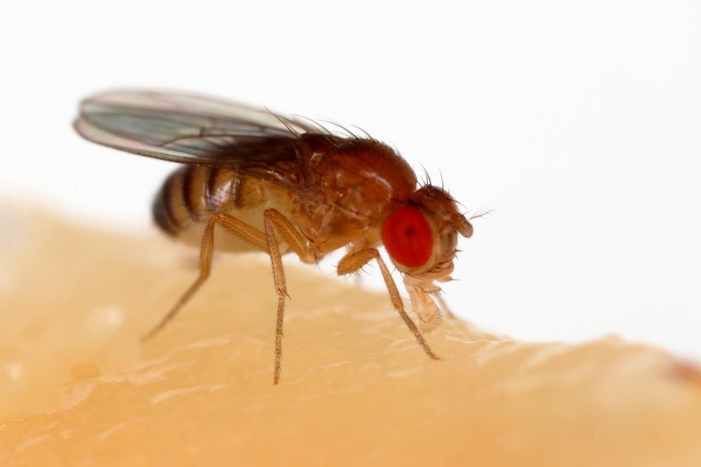 Utilizando la Drosophila melanogaster los científicos rastrearon proteínas de virus que afectan tanto insectos como mamíferos Este enfoque permitió descubrir cómo se propagan las infecciones