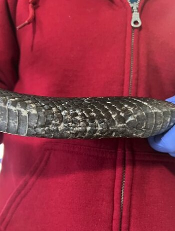 Luego de retirarle la palanca