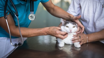 Cómo conseguir llegar al veterinario sin estresar a tu gato: “La mayoría no odian al veterinario, lo que odian es el proceso de llegar allí”