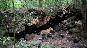 En una cueva de Uganda, murciélagos vuelan y se posan, un leopardo africano acecha, una hiena se esconde, un mono se acerca, un águila vuela y un varano trepa.