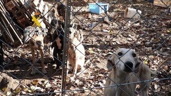 Investigado por maltrato animal en