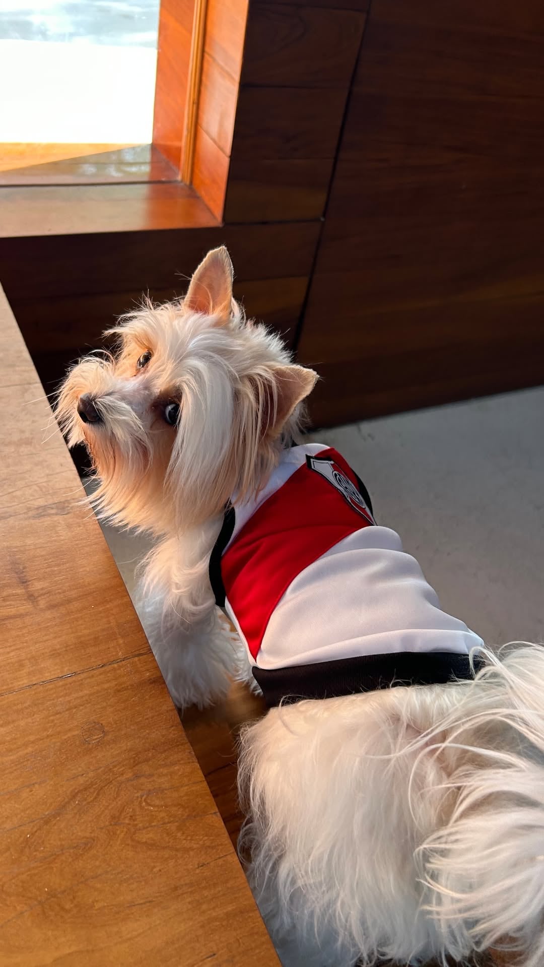 La mascota de Evangelina Anderson vestida de River demuestra que la pasión futbolera se integra a todos los aspectos de la vida, aun los inesperados