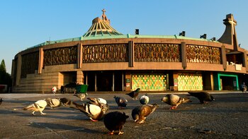 “Peregrino Quédate en Casa”: la