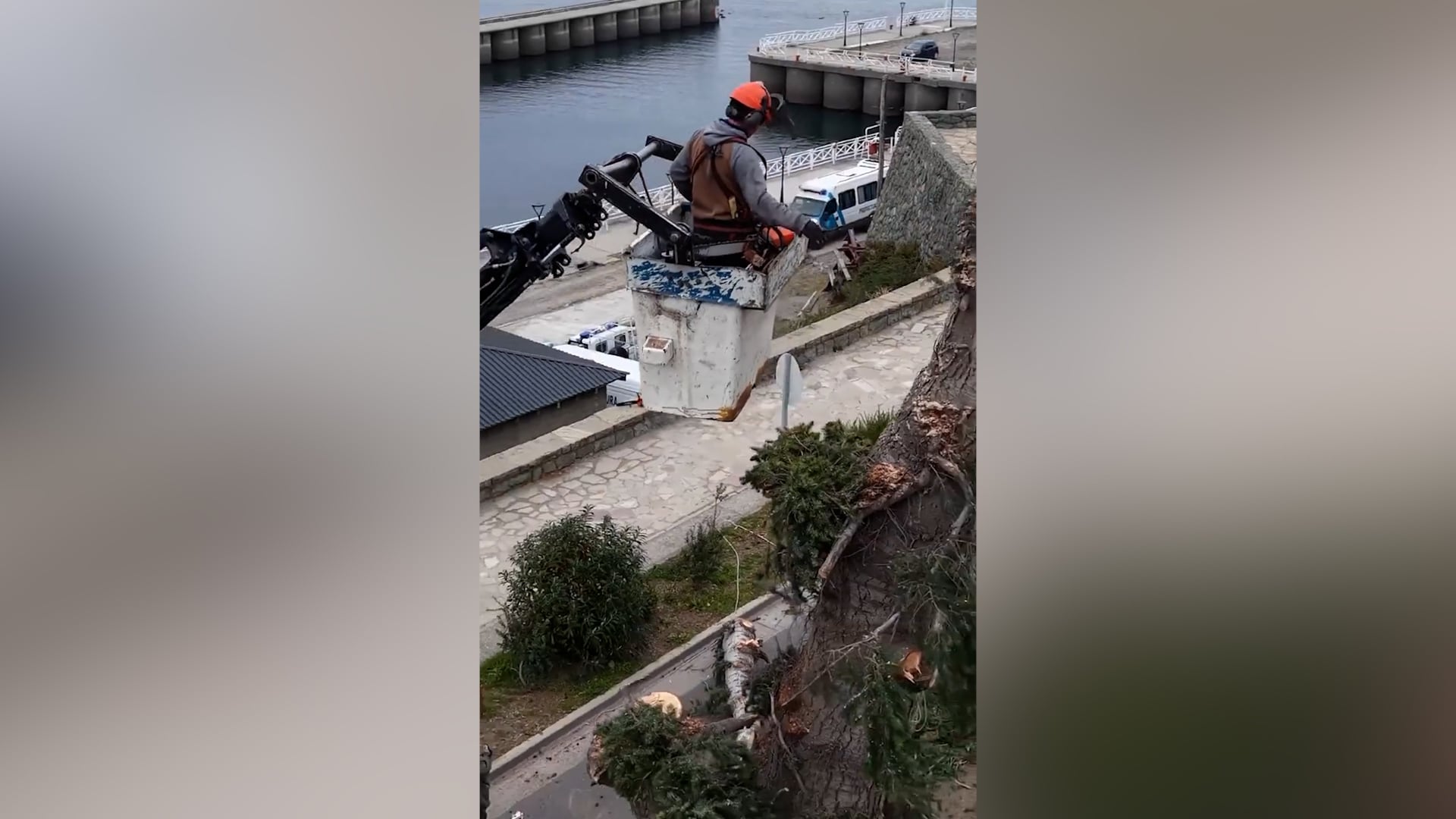 Algunos de los trabajos en altura para la remoción de pinos en la costa de Bariloche