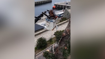 El intendente Walter Cortés encabezó la tala de pinos en Bariloche