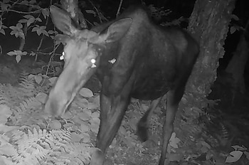 Interacción inusual entre insectos y