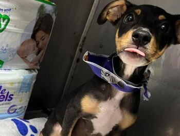 El animal fue encontrado con