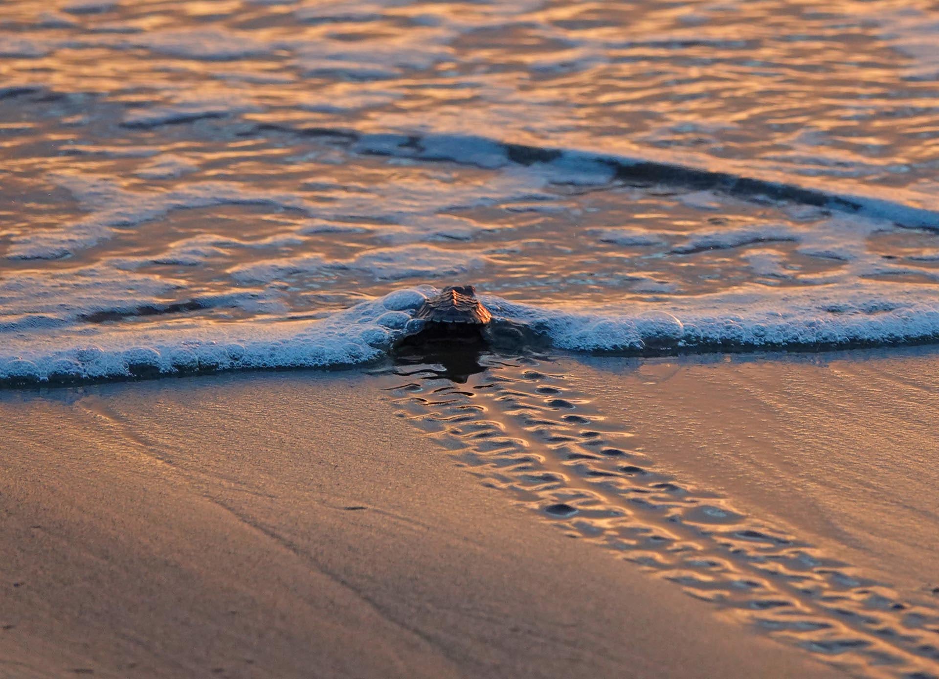Las actividades del voluntariado se resumen en el seguimiento de nidos, censos matutinos, registro de rastros y vigilancia de la playa durante la noche. (reservaplayatortuga.org)
