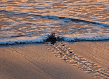 Una tortuga marina bebé pequeña de caparazón oscuro avanza por la arena mojada hacia las olas espumosas de un mar que refleja los tonos anaranjados del atardecer