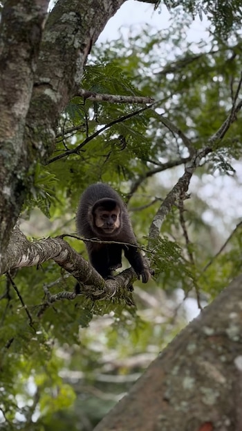 Primer plano de un mono capuchino de pelaje oscuro y cara clara, sentado en la rama de un árbol con hojas verdes y troncos musgosos al fondo