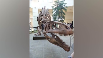 Tyrannotitan chubutensis fue uno de