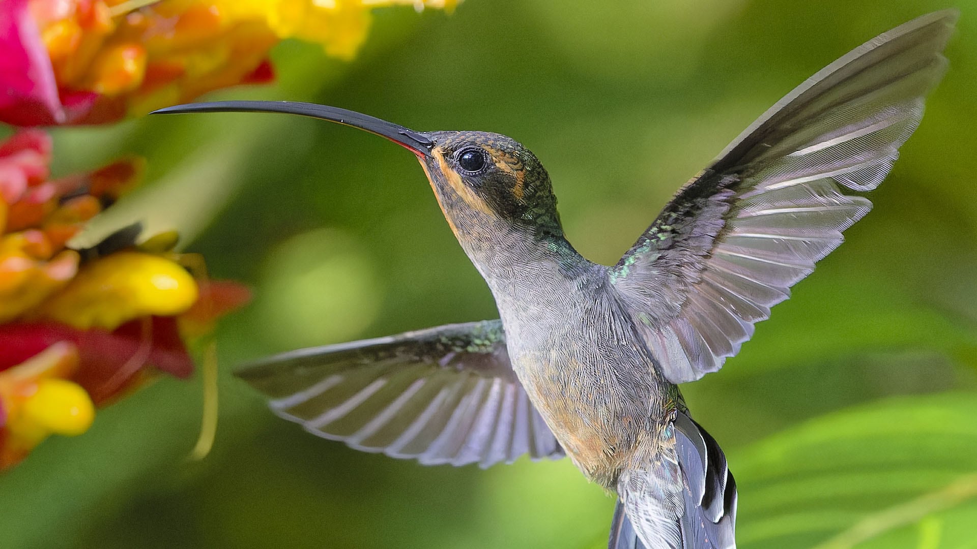 Las hembras del ermitaño verde tienen picos más curvos y menos puntiagudos que los machos, lo que sugiere que están adaptados principalmente para alimentarse de diferentes flores y no para el combate, según los resultados del estudio (Jan Lenaert)