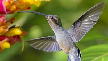 Las hembras del ermitaño verde