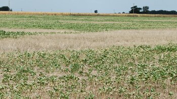 Nuevo capítulo para la novela